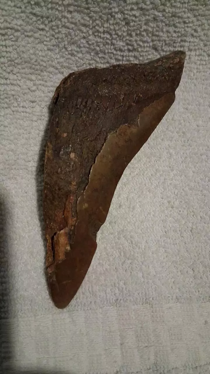 free_shipping/Megalodon fragment-0