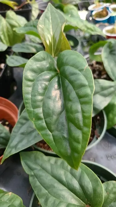 plant/Anthurium radicans x Luxurians-0-thumbnail