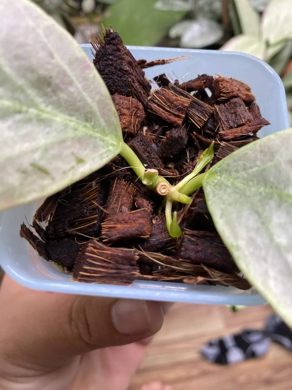 plant/Hoya ‘Rowena’ (Sunrise x Obovata)-1