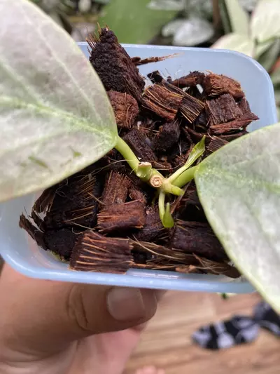 plant/Hoya ‘Rowena’ (Sunrise x Obovata)-1-thumbnail