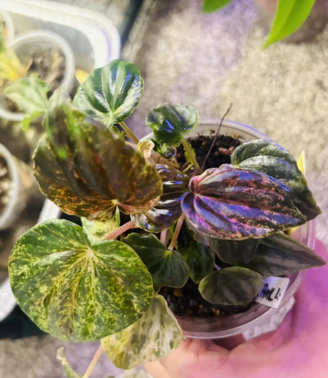 plant/Peperomia marmorata pink lady-1