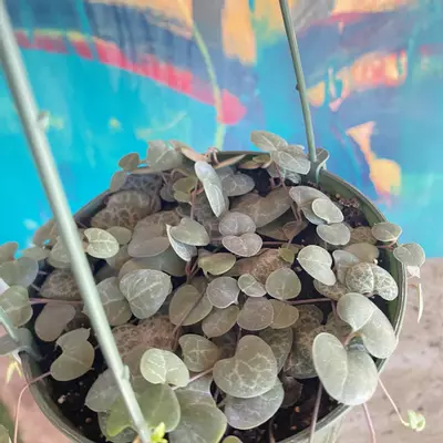 plant/Ceropegia String of Hearts 💕-2-thumbnail