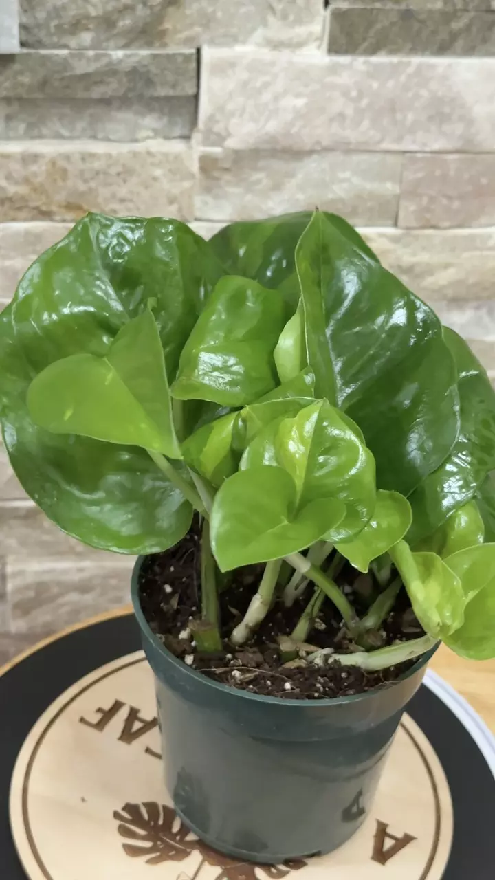 plant/Hidden Gem Pothos-0