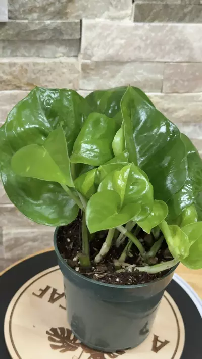 plant/Hidden Gem Pothos-0-thumbnail