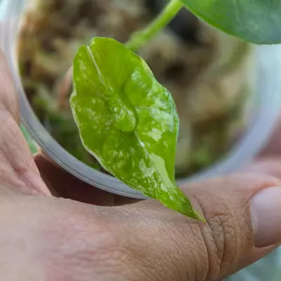 plant/Simpo Albo-0-thumbnail