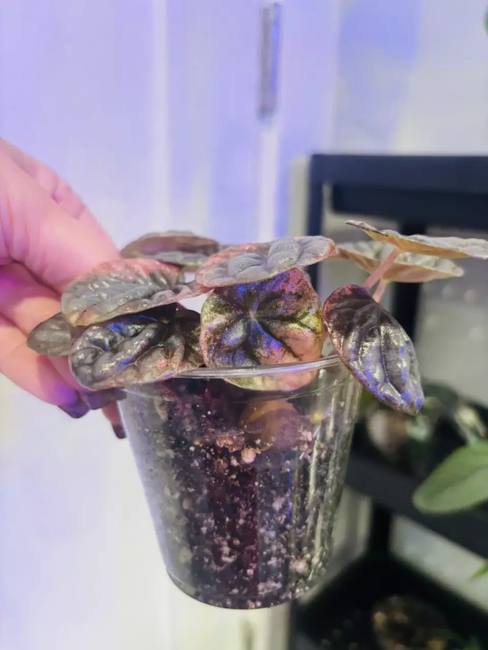 plant/Peperomia Abricos-3