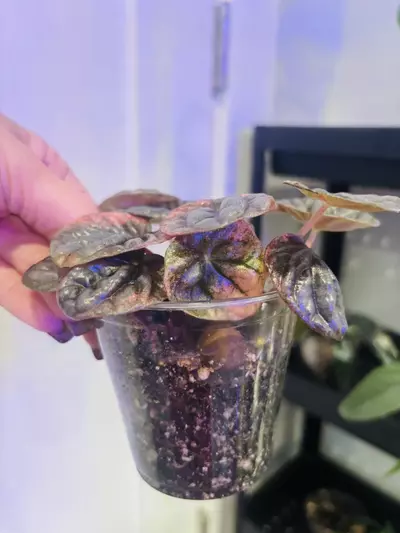 plant/Peperomia Abricos-3-thumbnail