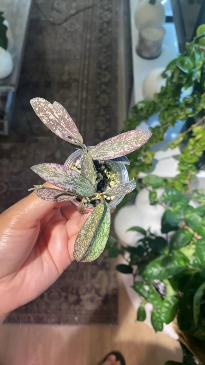 plant/Sunstresses Sigilatis-0