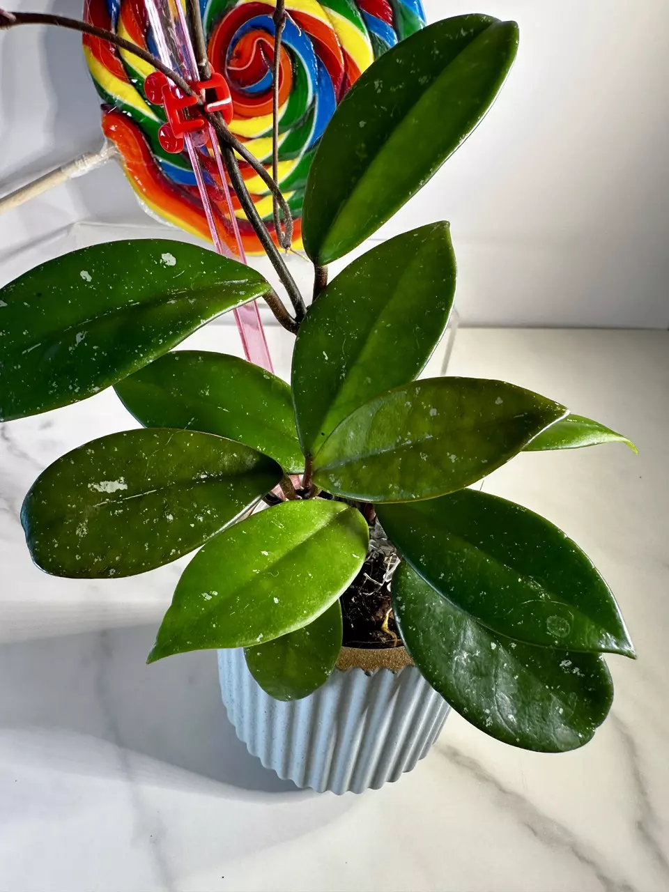 plant/Hoya Carnosa pink flower-1