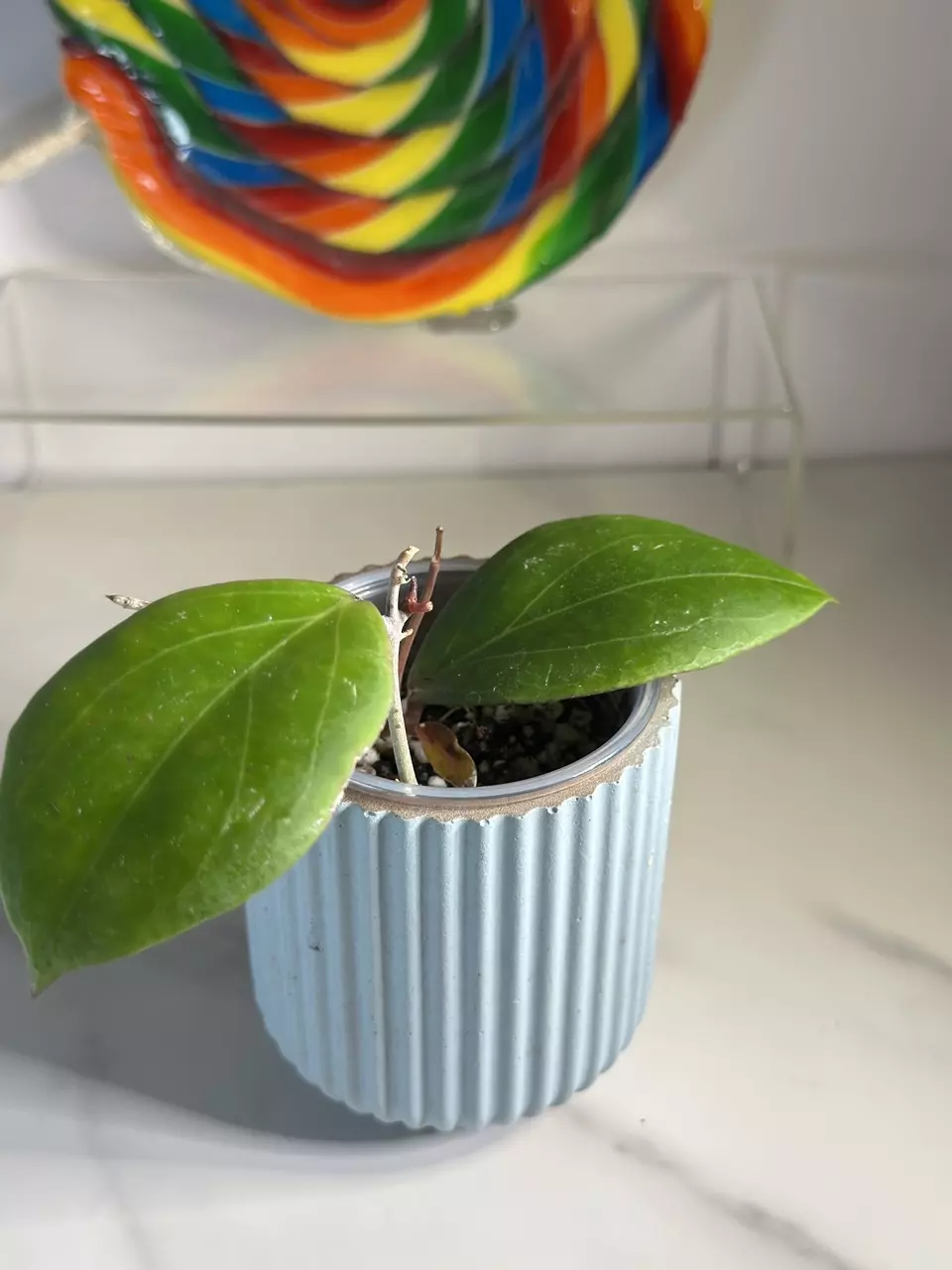 plant/RHM 2401-1