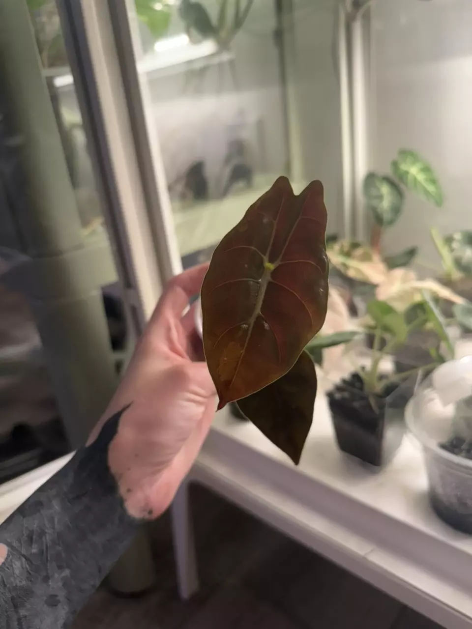 plant/Low color Pink Chantrieri Pup-0