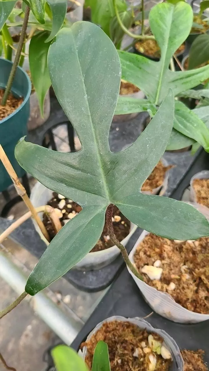 plant/Philodendron florida Ghost Dark-2