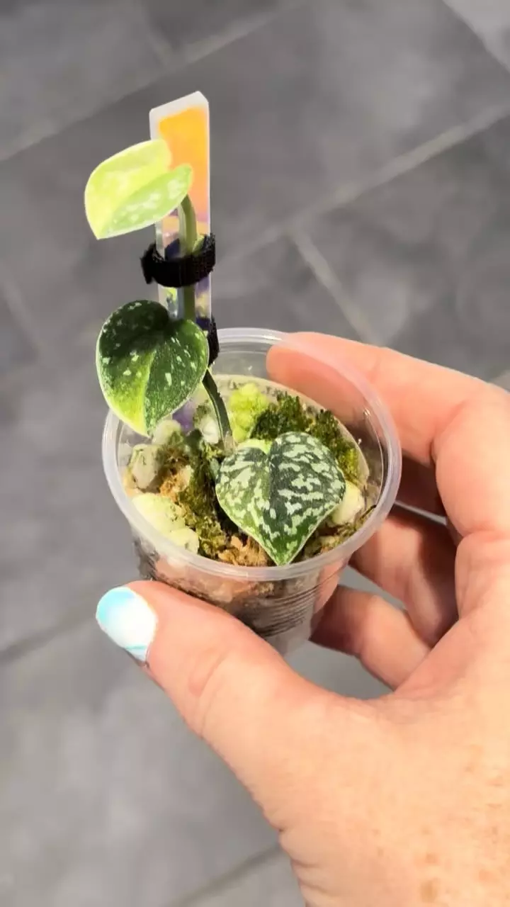 plant/Scindapsus variegated Snakeskin- Dara-4