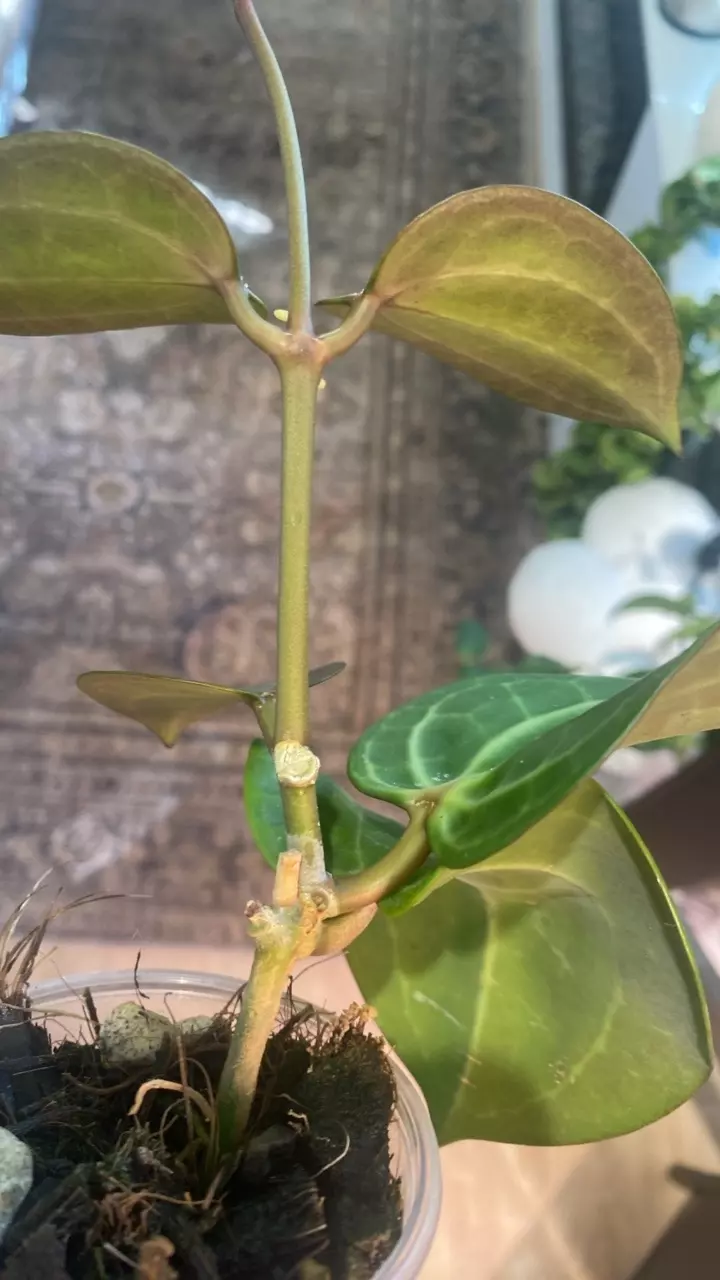 plant/Dinner Plate Hoya Starter-1