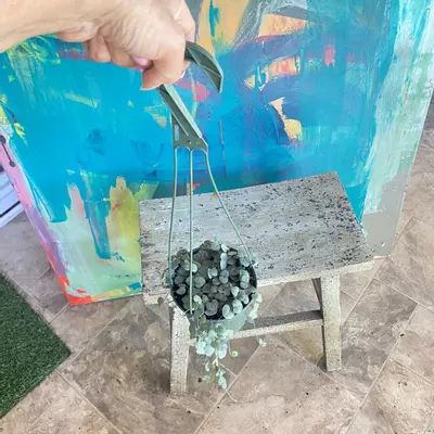 plant/Ceropegia String of Hearts 💕-3-thumbnail