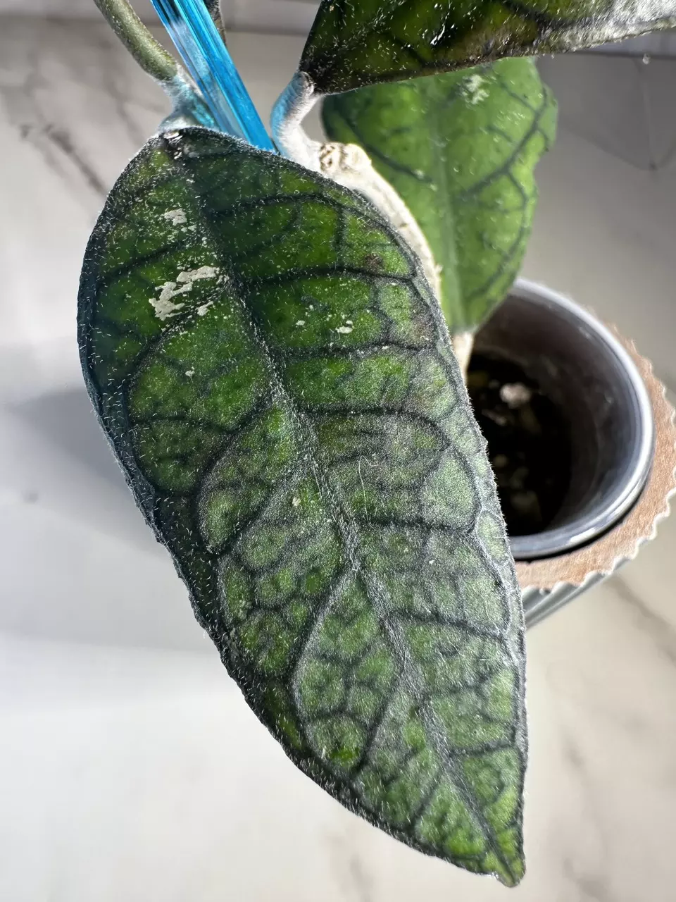 plant/Hoya AH 029-2