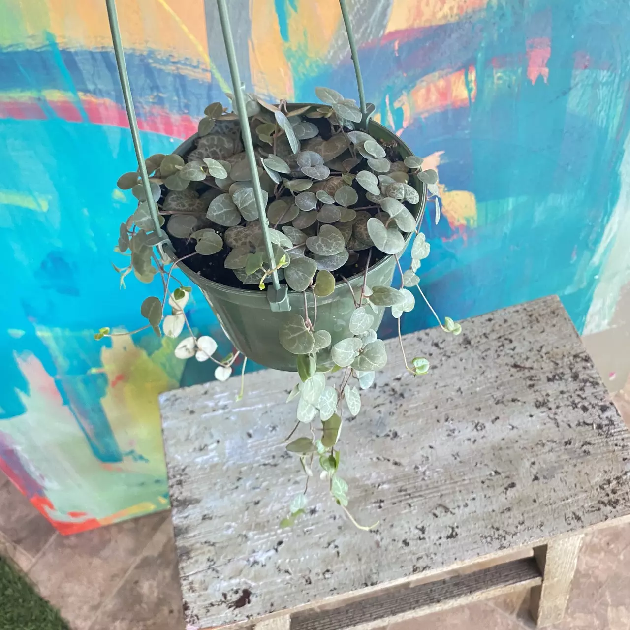 plant/Ceropegia String of Hearts 💕-1