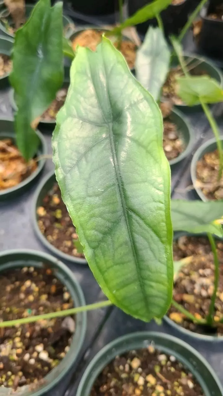 plant/Alocasia Dragon's Breath-1