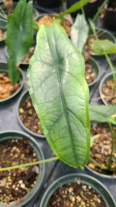 plant/Alocasia Dragon's Breath-1-thumbnail