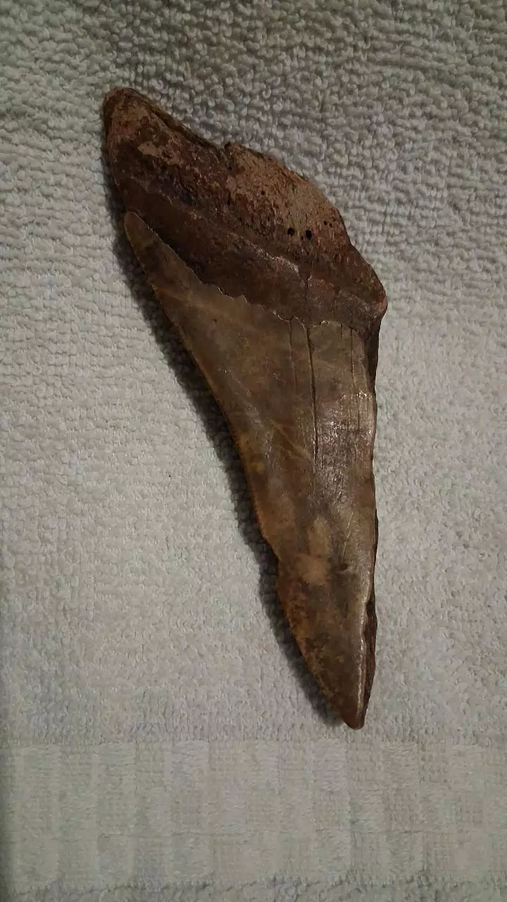 free_shipping/Megalodon fragment-1