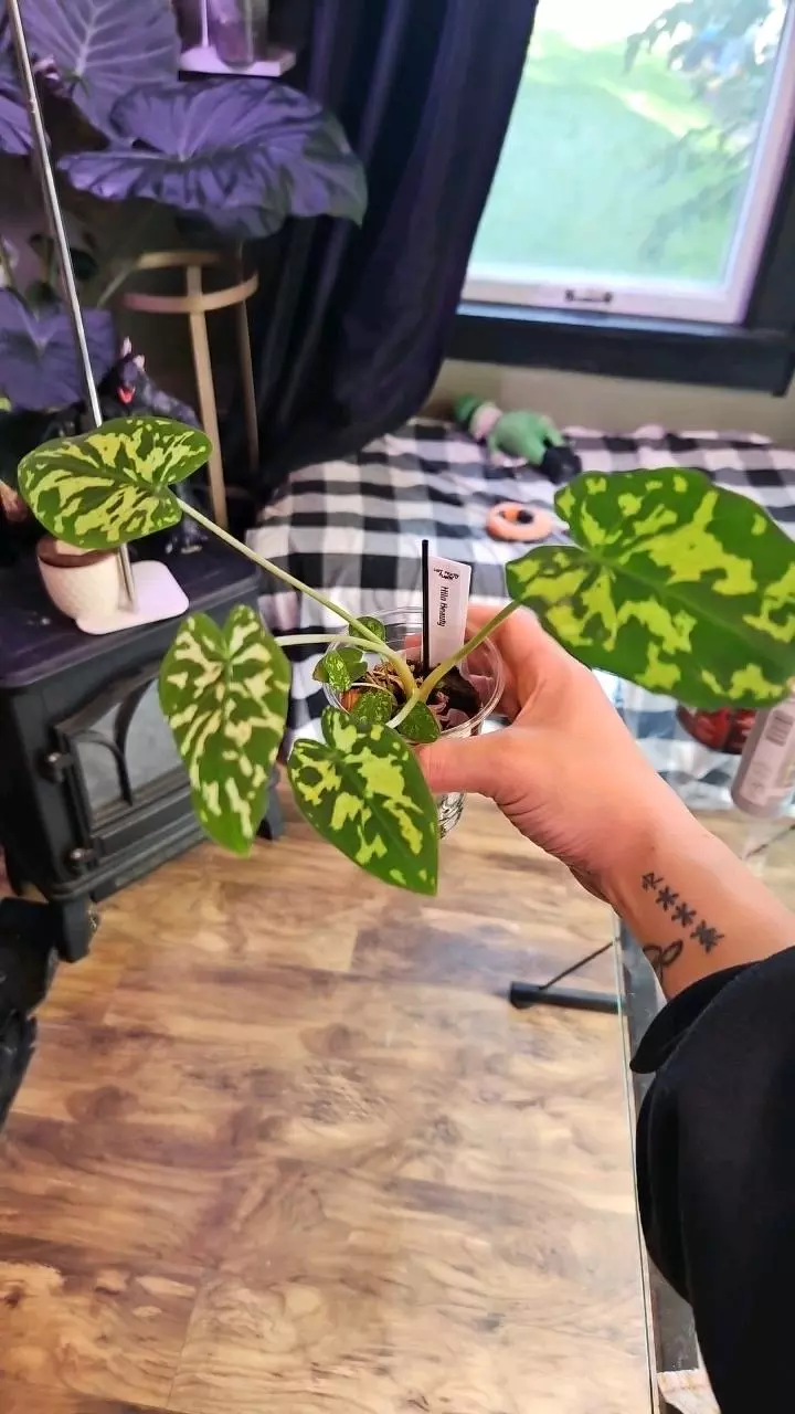 plant/Hilo Beauty (H3)-0