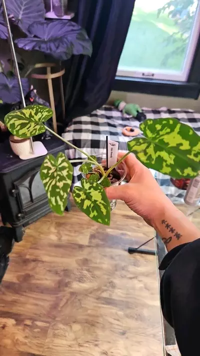 plant/Hilo Beauty (H3)-0-thumbnail