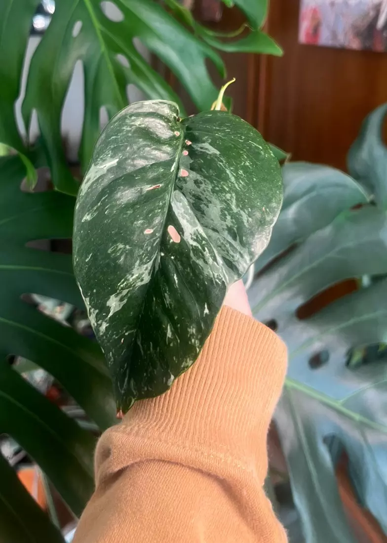 plant/Epi Pinnatum Albo rooted cutting with active growth-0