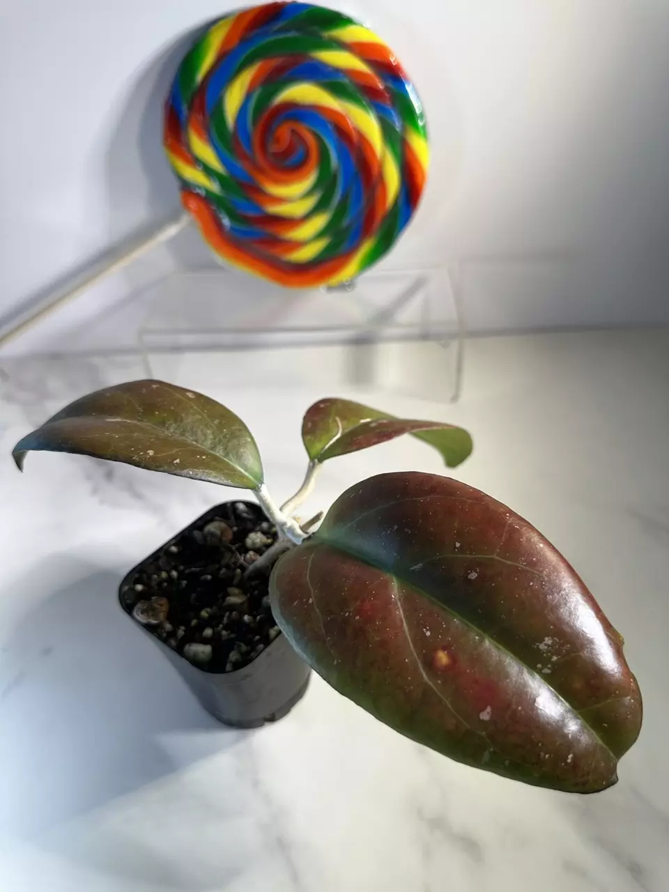 plant/Hoya Joy-1