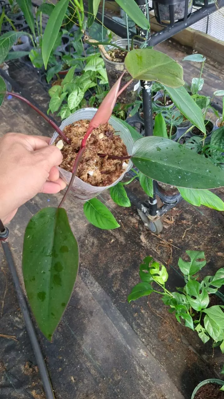 plant/Philodendron pink princess-1