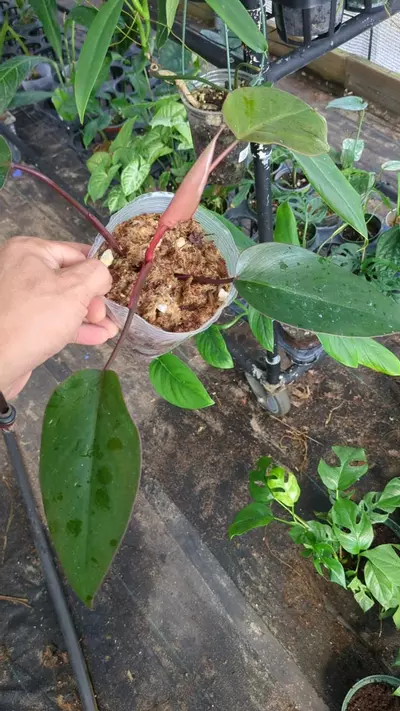 plant/Philodendron pink princess-1-thumbnail