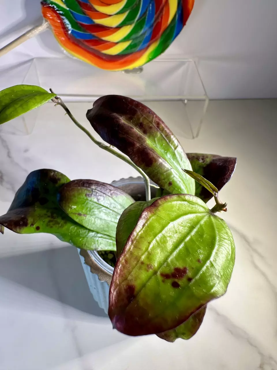 plant/Hoya Erythrina-1
