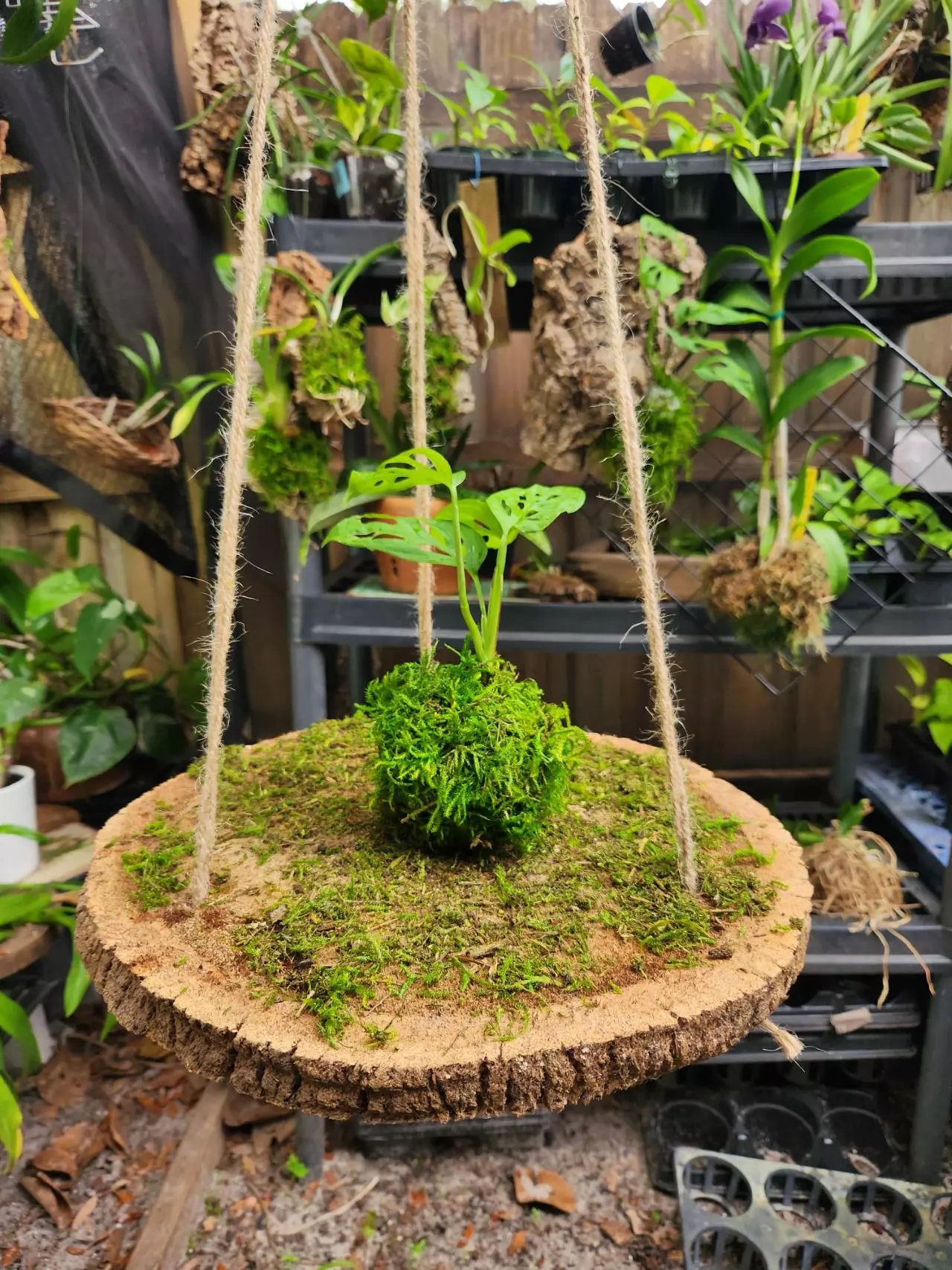 plant/Handmade Hanging Plant Shelf - Palm Tree cookie gives very Boho Vibes for any setting-0