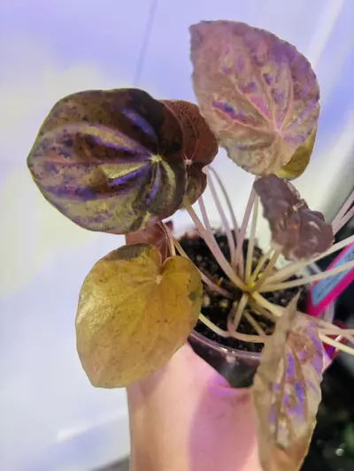 plant/Peperomia latte-3-thumbnail