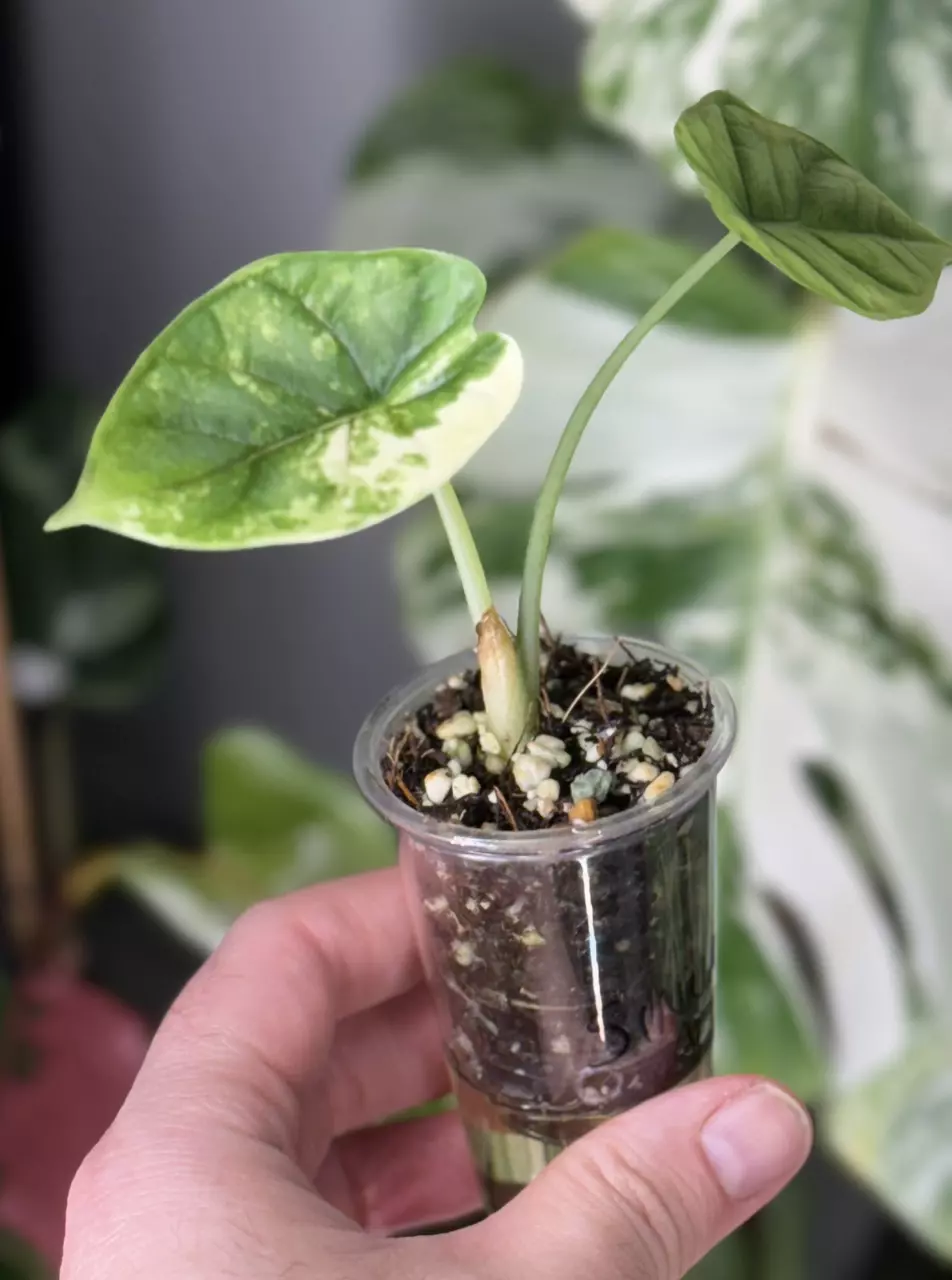 plant/Alocasia Sinuata Albo-1