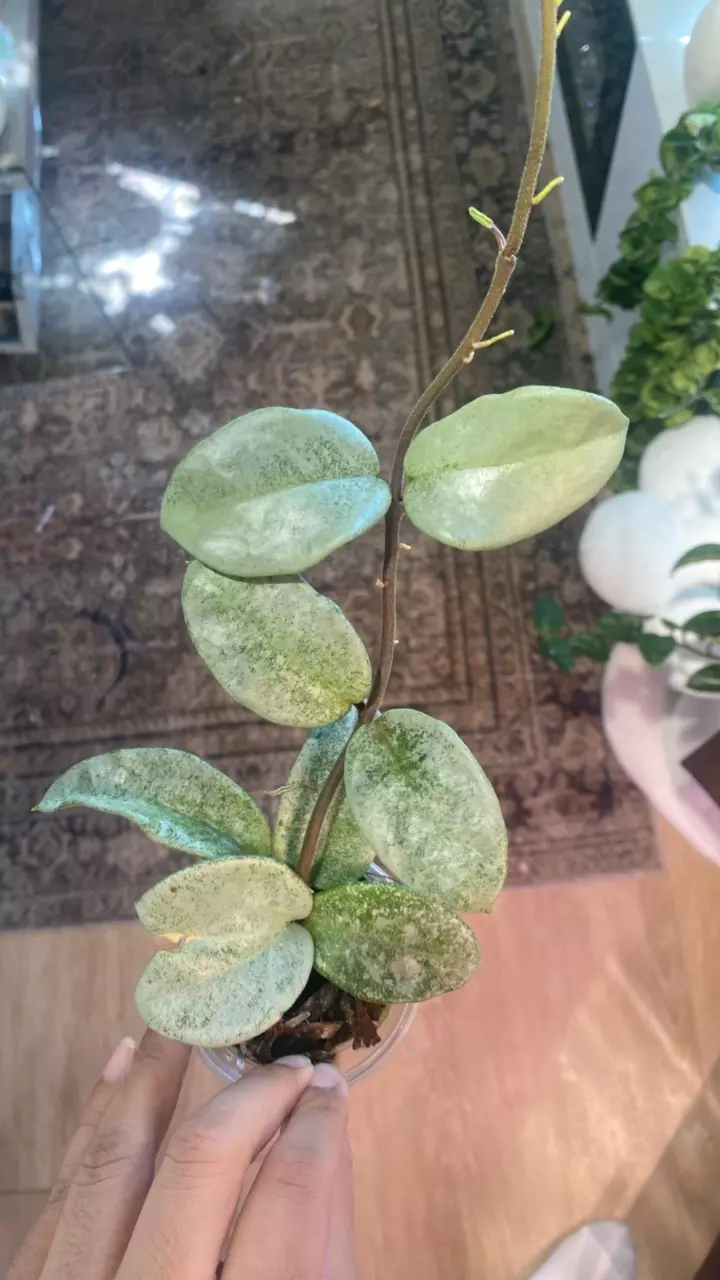 plant/Nova Ghost Starter-0