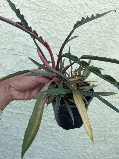 plant/Philodendron Pluto Multation-0-thumbnail