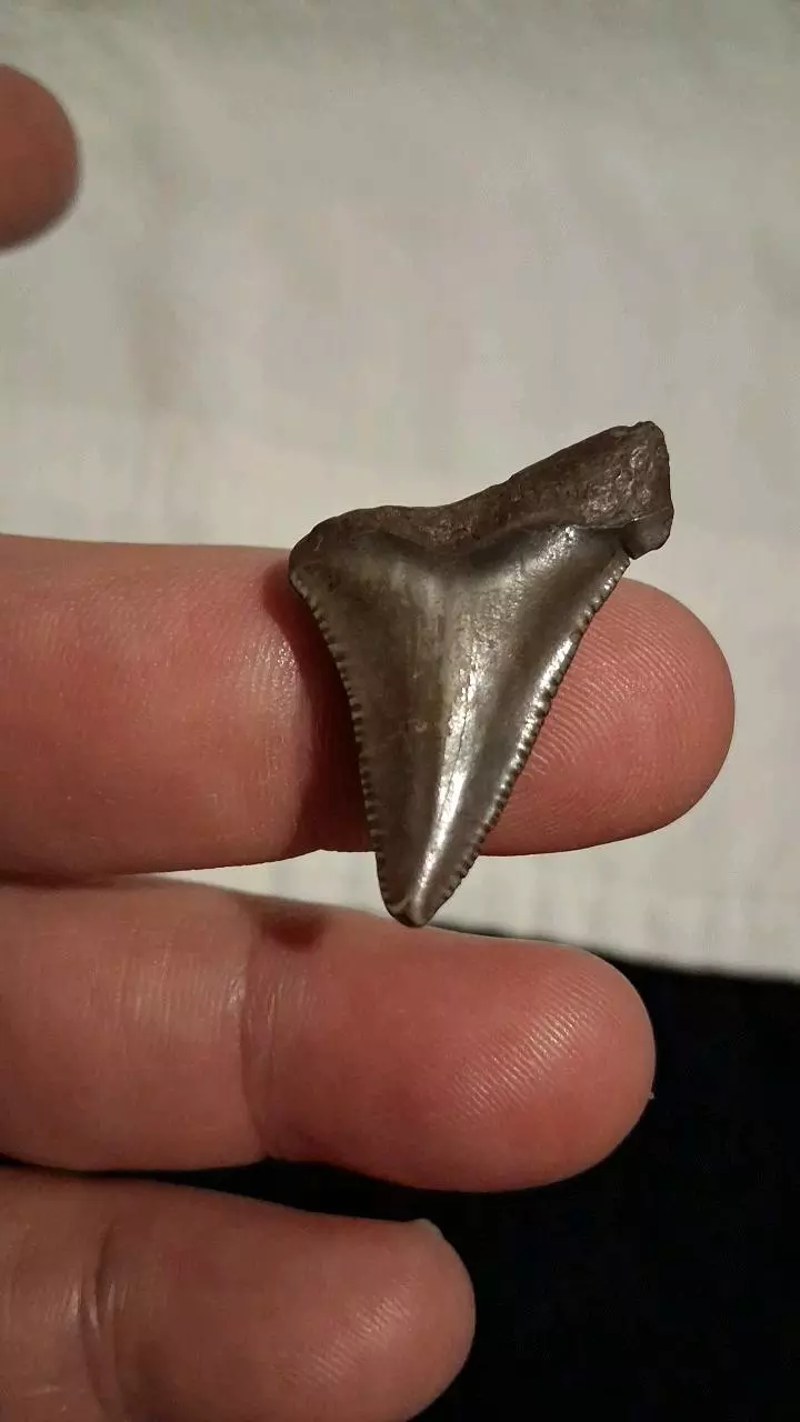 free_shipping/Augustin shark tooth-1