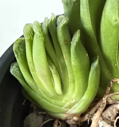 plant/Haworthia truncata-1-thumbnail