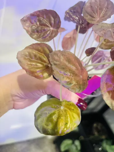 plant/Peperomia latte-1-thumbnail