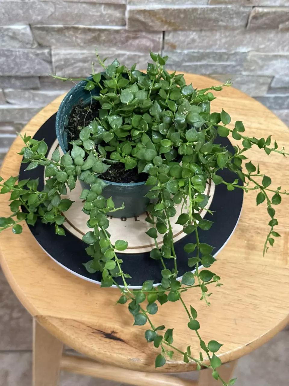 plant/Dischidia Ruscifolia aka Million Hearts.-2