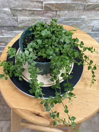 plant/Dischidia Ruscifolia aka Million Hearts.-2-thumbnail