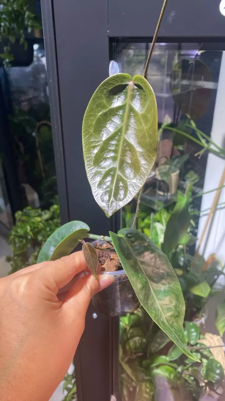plant/Megalaster x Self starter-0