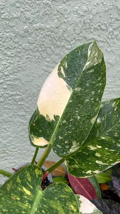 plant/Philodendron Congo Nuclear-4-thumbnail