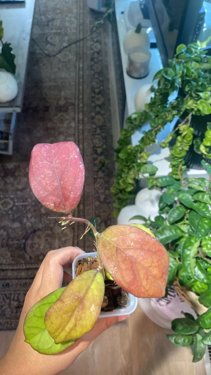 plant/Sunstressed Patchawalarai Ice-0