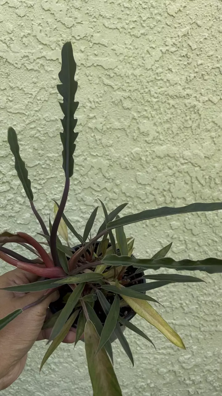 plant/Philodendron Pluto Multation-3