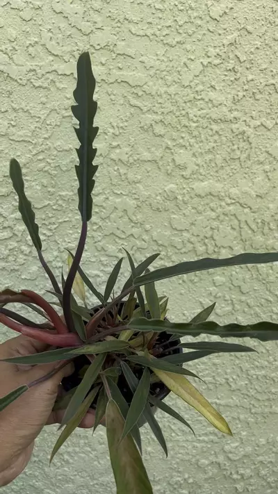 plant/Philodendron Pluto Multation-3-thumbnail