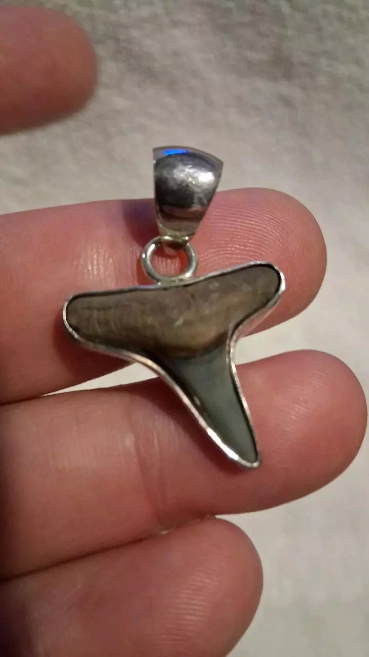 free_shipping/Charles Albert shark tooth pendant-0