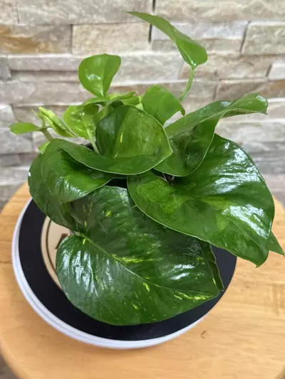 plant/Hidden Gem Pothos-2-thumbnail