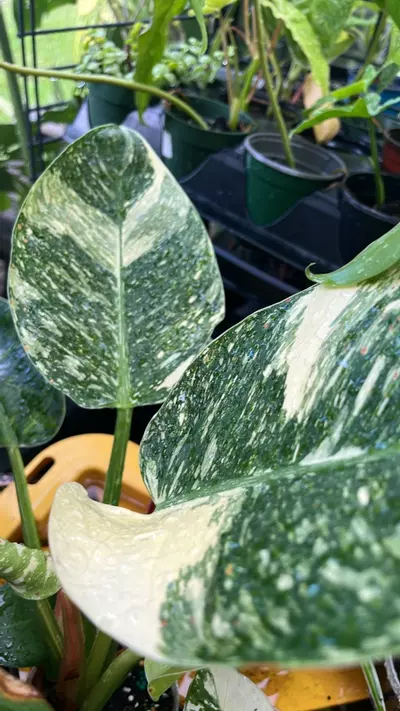 plant/Philodendron Congo Nuclear-6-thumbnail