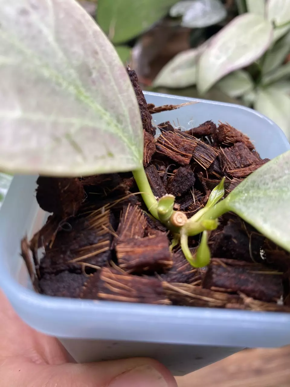 plant/Hoya ‘Rowena’ (Sunrise x Obovata)-2